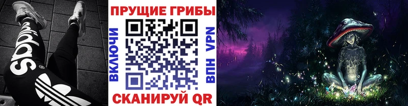 купить наркотик  Томилино  Псилоцибиновые грибы Psilocybe 